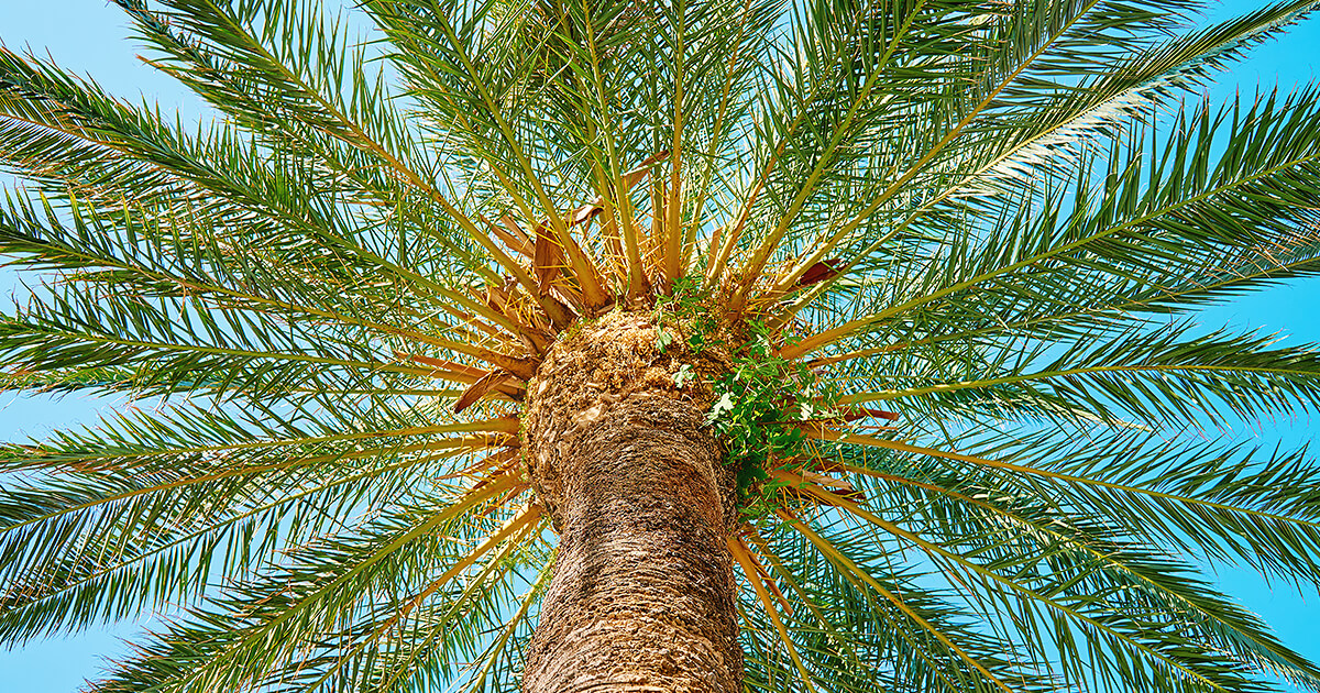 Large palm tree making shade